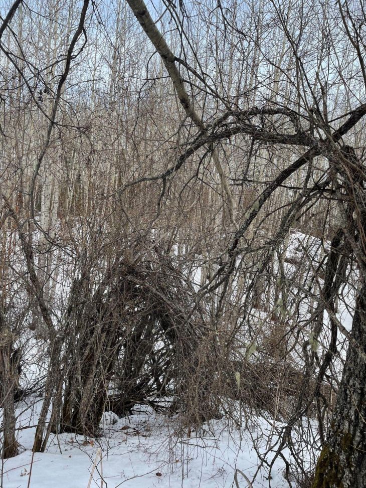 Tree arch