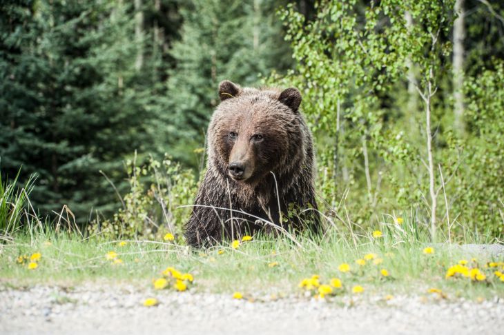 Animal bear field