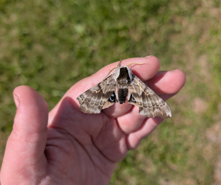Lauren moth